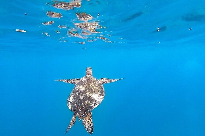Waikiki Turtle Snorkel and Sail on Hawea Catamaran - Gear, Flotation, and Comfort: The Stuff That Makes or Breaks It