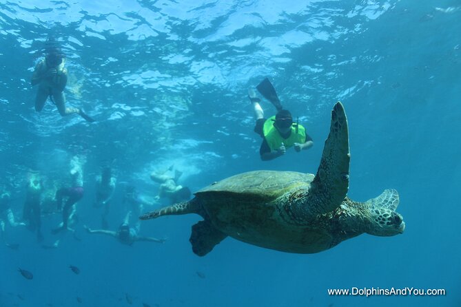 Waikiki Turtle Snorkeling Tour with Complimentary Trolley Ride - Wildlife bonus points: dolphins and possible humpbacks