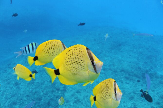 Waikiki Turtle Snorkeling Tour with Complimentary Trolley Ride - Onboard cruise vibes: snacks, soft drinks, and hula