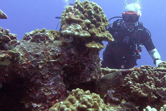 Waikiki Two Tank Guided Scuba Diving Adventure: Certified Diver - Key highlights before you book