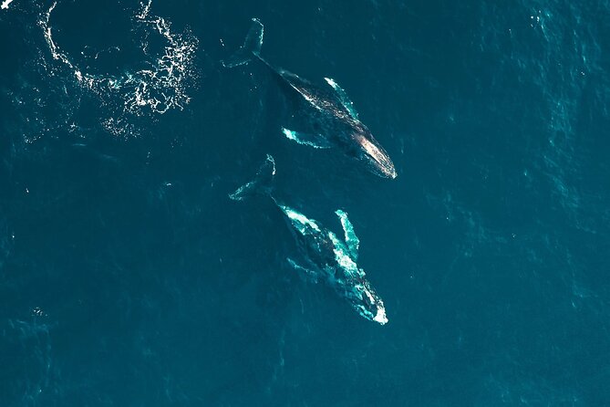 Waikiki Whale Watching Cruise - Your 2-Hour Waikiki Whale Cruise: What the Timing Really Means