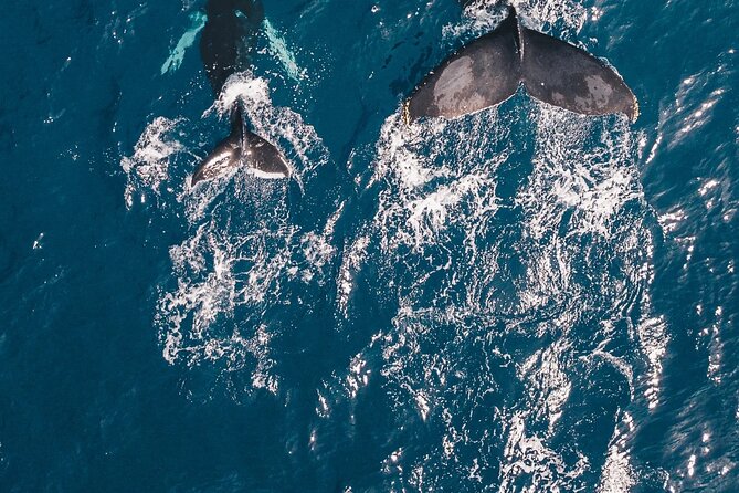 Waikiki Whale Watching Cruise - Where to Meet: The Ala Moana Start That Keeps Life Simple