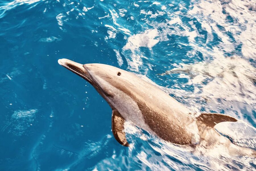 West O'ahu: Dolphin Watching and Snorkeling Catamaran Cruise - West O’ahu: Why This Dolphin + Snorkeling Area Works