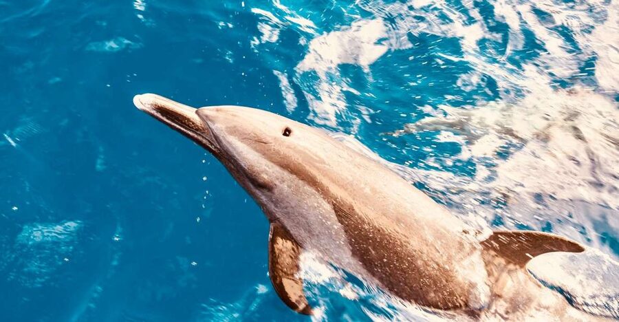 West O'ahu: Dolphin Watching and Snorkeling Catamaran Cruise - The 42-Person Catamaran Ride: Space, Stability, and Safety