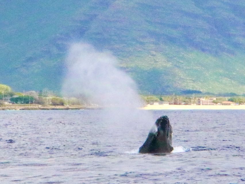 West O'ahu: Swim with Dolphins Catamaran Cruise - Key points I’d plan around