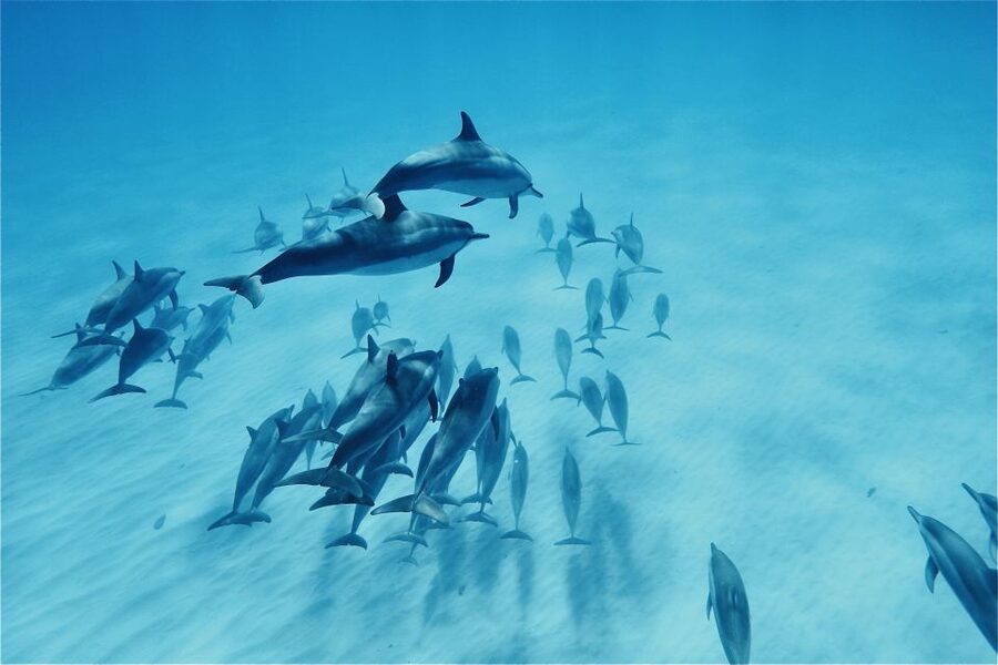 West O'ahu: Swim with Dolphins Catamaran Cruise - The crew makes the difference (and you’ll feel it quickly)