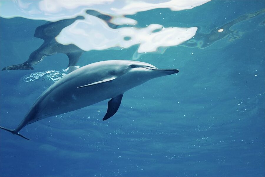 West O'ahu: Swim with Dolphins Catamaran Cruise - Lunch on the water: the value you don’t want to skip