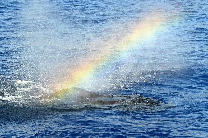 West Oahu Deluxe Whale Watching Sail - Humpback Chances, Plus the Wild Neighbors You Might Spot