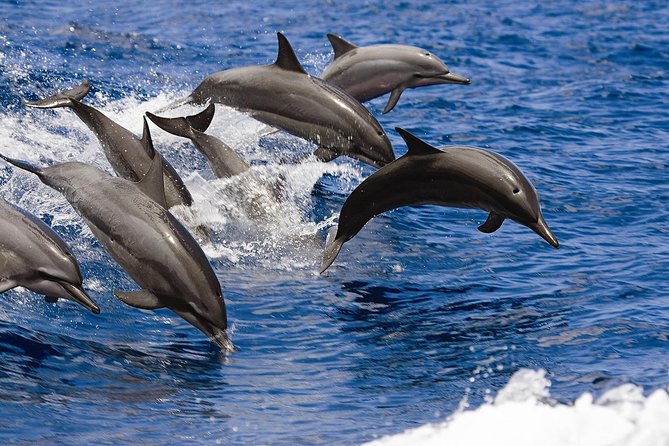 West Oahu Deluxe Whale Watching Sail - The Waianae Coast Stop: Why This Route Works (Even When It’s Not Perfect)