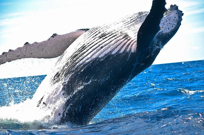 West Oahu Deluxe Whale Watching Sail - Comfort and Practical Stuff That Makes a Difference