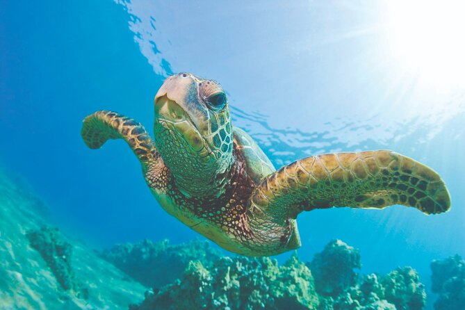 West Oahu Dolphin Watch and Snorkel Sail with Lunch - Key Takeaways Before You Go