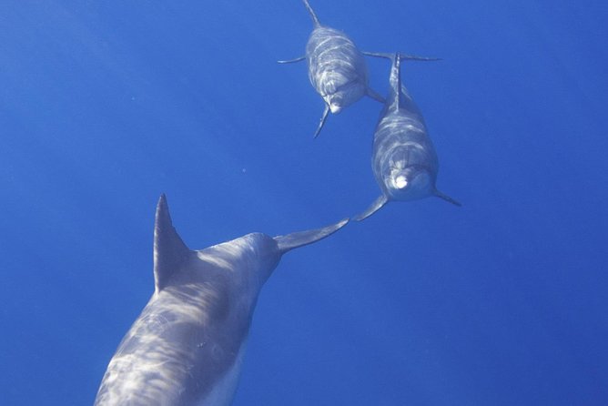 West Oahu Dolphin Watch and Snorkel Sail with Lunch - The Sailing Plan: What the “Stops” Actually Mean for Your Trip