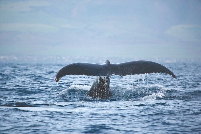 West Oahu Dolphin Watch and Snorkel Sail with Lunch - Dolphin SMART: The Responsibility Piece That Actually Improves the Wildlife Moment
