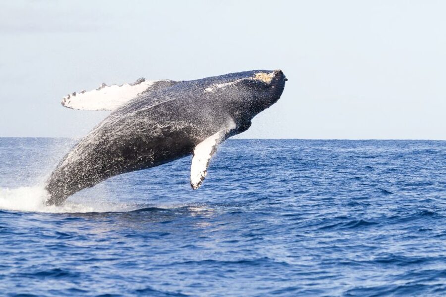 West Oahu: Eco-Friendly Whale Watching Cruise - Key Highlights You’ll Care About