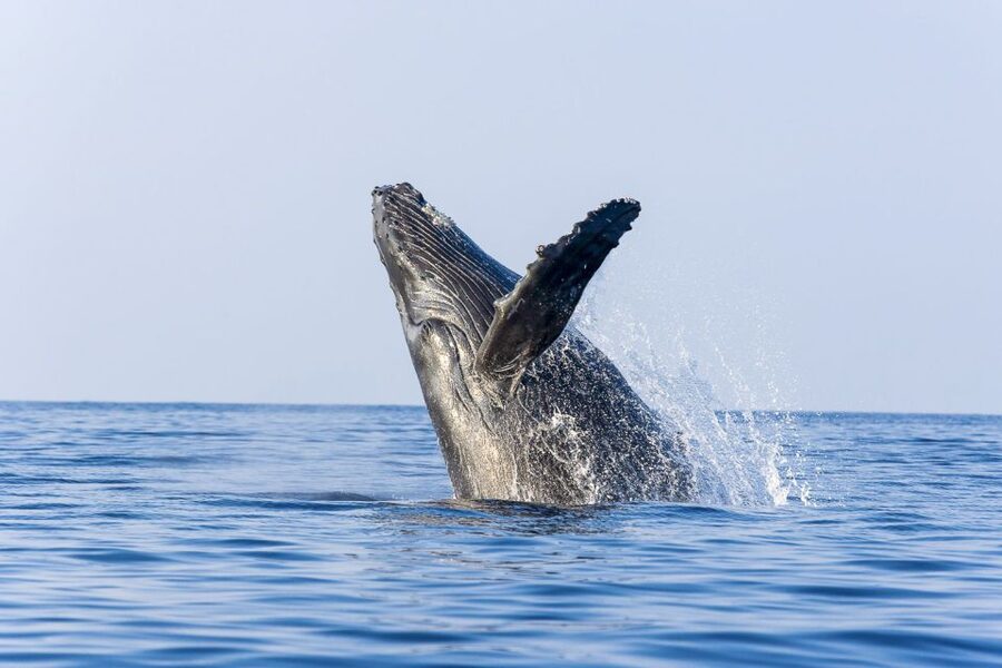 West Oahu: Eco-Friendly Whale Watching Cruise - Why This West Oahu Whale Cruise Feels Like Good Odds