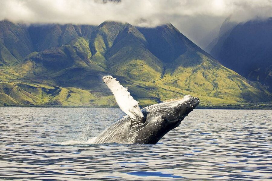 West Oahu: Eco-Friendly Whale Watching Cruise - The On-Water Timeline: What Happens During the 2 Hours