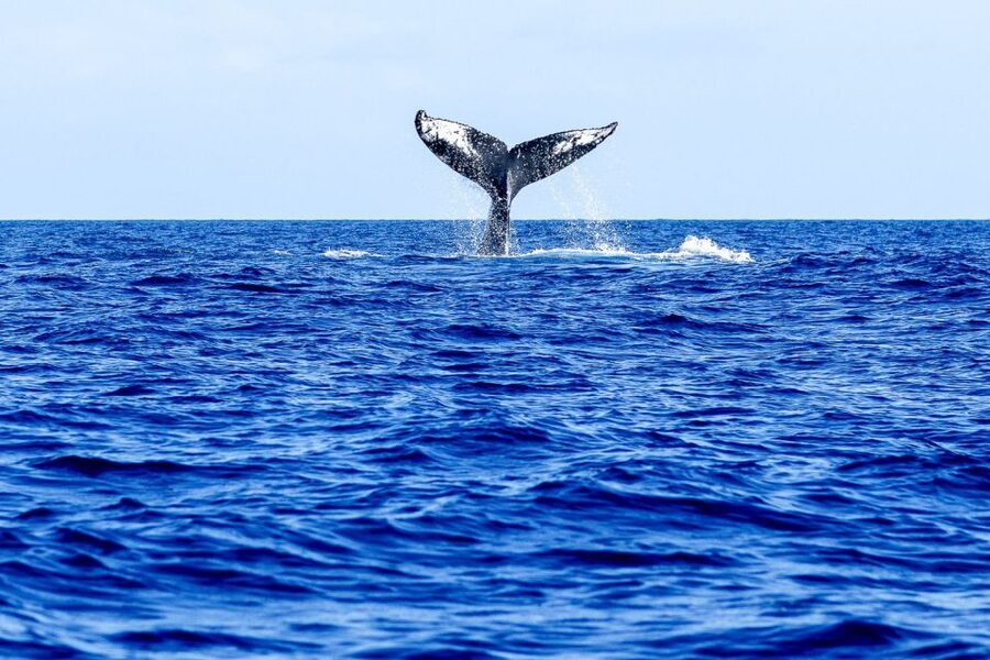 West Oahu: Eco-Friendly Whale Watching Cruise - Price and Value: Is $89 Worth It?