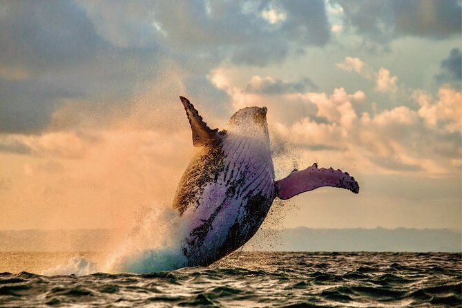Whale & Dolphin Watching, Turtle Snorkeling - How the whale and turtle combo actually fits together