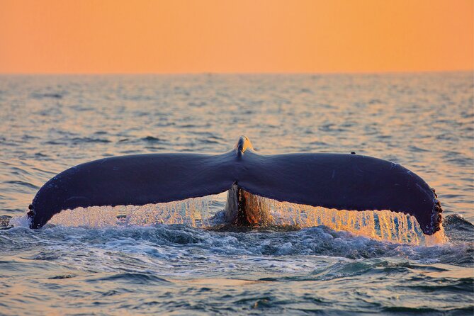 Whale & Dolphin Watching, Turtle Snorkeling - On the water: what whale watching feels like on a small catamaran