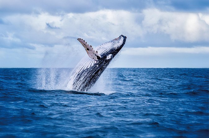 Whale & Dolphin Watching, Turtle Snorkeling - Pickup logistics: what you’re signing up for from Waikiki and Ko Olina