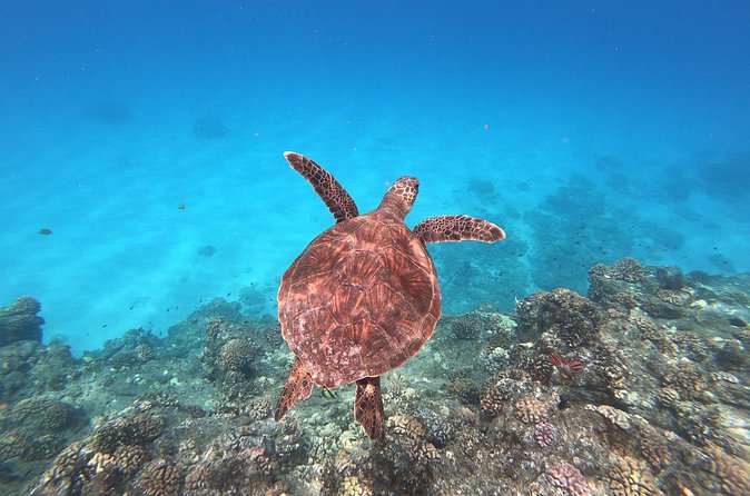 Whale & Dolphin Watching, Turtle Snorkeling - How much is $166.49, and is it worth it?