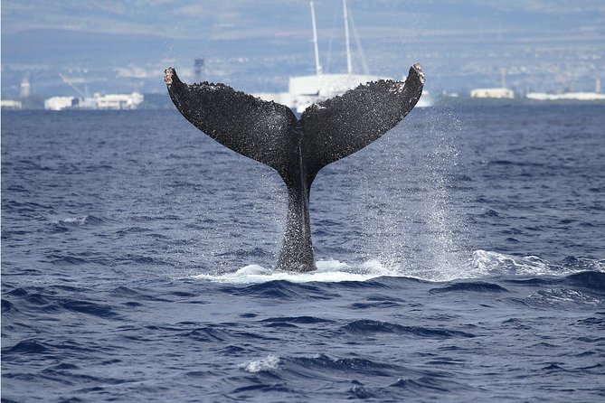 Whale Watch Cruise Aboard The Majestic - Maunalua Bay and humpback odds: what you’re really signing up for