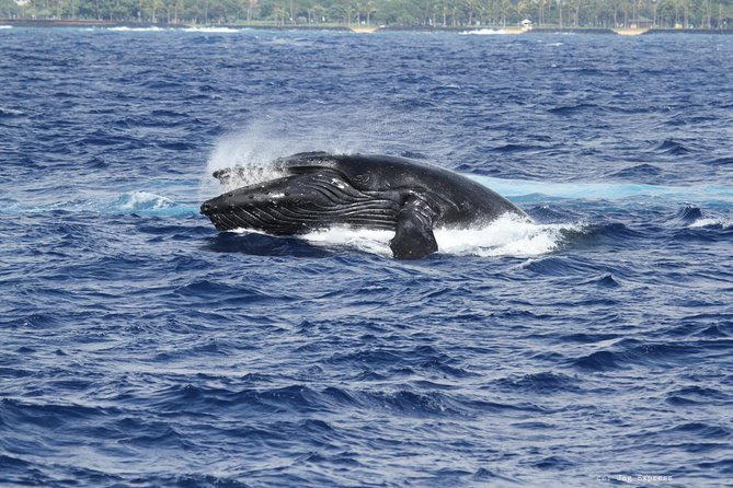 Whale Watch Cruise Aboard The Majestic - Diamond Head to Waikiki views: how the route sets your day up