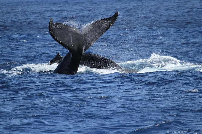 Whale Watch Cruise Aboard The Majestic - Naturalist commentary that actually helps you see whales