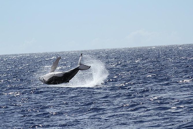 Whale Watch Cruise Aboard The Majestic - When whales show up close (and when they don’t)