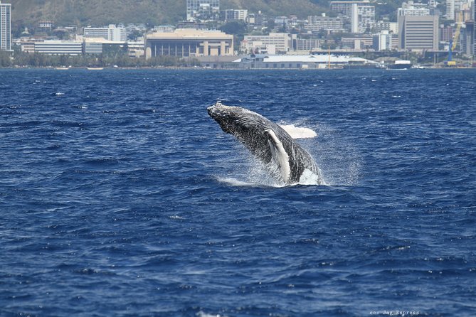 Whale Watch Cruise Aboard The Majestic - Price and value: is $85.09 actually a good deal?