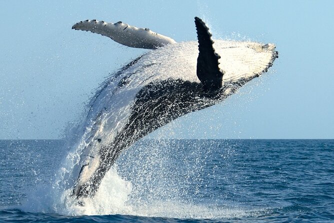 Whale Watching and Sunrise Breakfast Cruise in Honolulu - The Whale Watching Part: How Spotting Actually Happens
