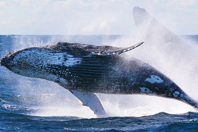 Whale Watching and Sunrise Breakfast Cruise in Honolulu - Comfort and Sea Conditions: The Part People Don’t Plan For