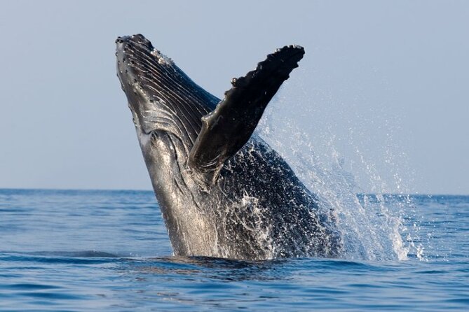 Whale Watching and Sunrise Breakfast Cruise in Honolulu - Price vs. Value: Is $91.56 a Good Deal?