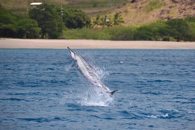Wild Dolphin Watching and Snorkel Safari Off West Coast of Oahu - What you’ll actually do on the water (the whole flow)