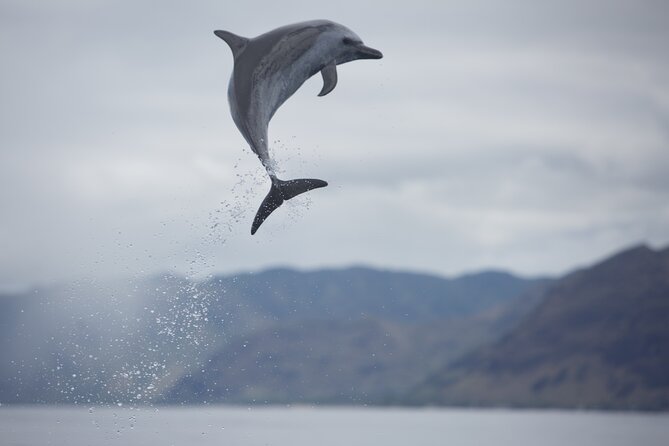 Wild Dolphin Watching and Snorkel Safari Off West Coast of Oahu - Dolphin viewing: spinner dolphins are a strong theme