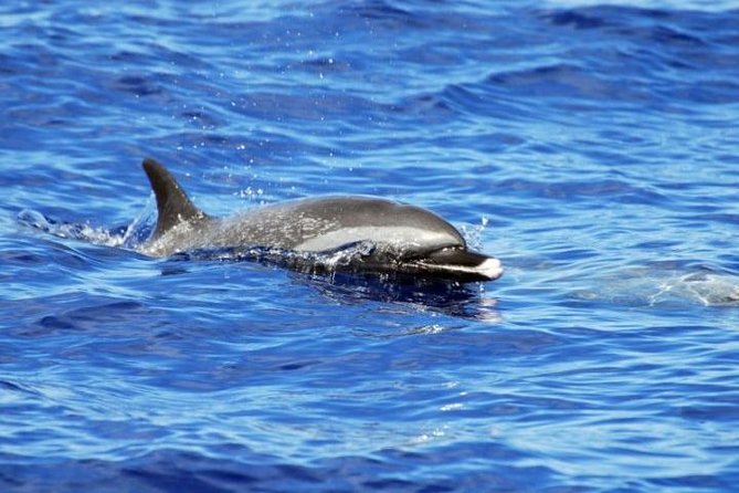 Wild Dolphin Watching and Snorkel Safari Off West Coast of Oahu - Seasonal humpbacks: January to March changes the odds