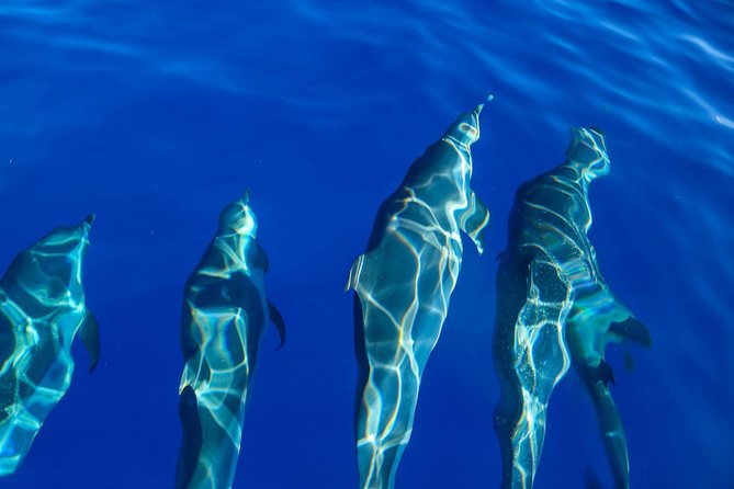 Wild Dolphin Watching and Snorkel Safari Off West Coast of Oahu - Snorkeling with included gear: how to make it work