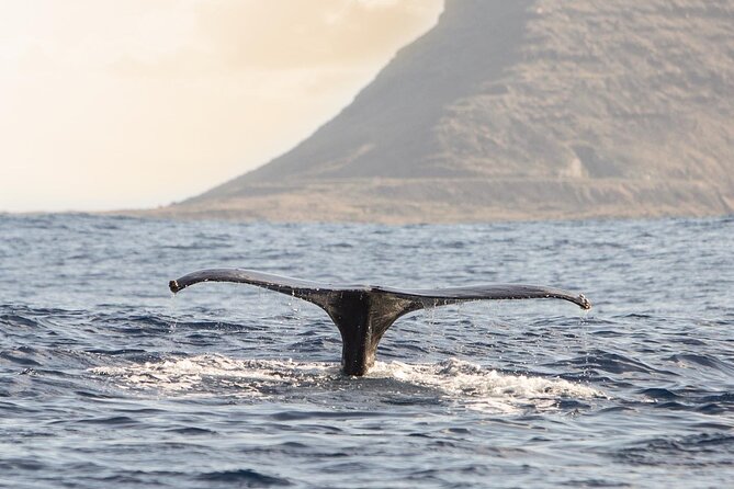 Wild Dolphin Watching and Snorkel Safari Off West Coast of Oahu - Lunch onboard: simple food, better timing